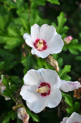 In the bush Hibiscus syriacus white flowers bloom