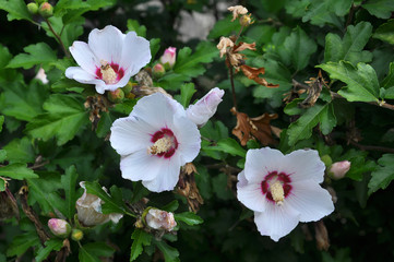 In the bush Hibiscus syriacus white flowers bloom