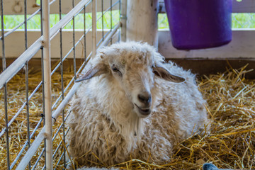 Beautiful white fur sheep, Ovis aries, in a pen at the county fair