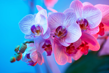 Naklejka na ściany i meble delicate pink Orchid with dew drops close-up on light blue background