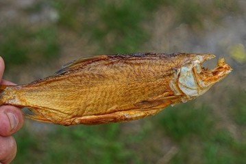 fingers hold dry brown fish on a background of green grass on the street