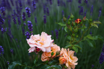 Rosen mit Lavendel