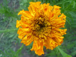 Summer yellow flowers on a green background. screensaver on nature desktop