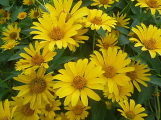 Summer yellow flowers on a green background. screensaver on nature desktop