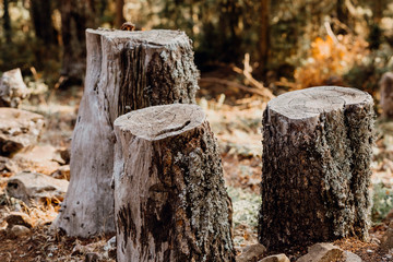 three trees cut down in the forest next to each other