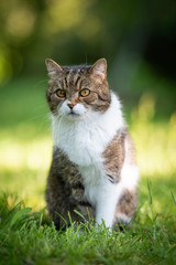 portrait of a tabby white british shorthair cat sitting on grass outdoors in nature looking with creamy bokeh