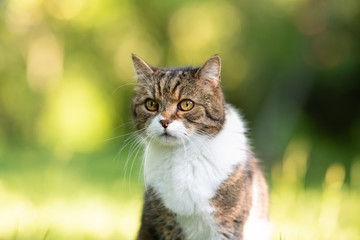 close up portrait of a tabby white british shorthair cat outdoors in nature looking on a sunny...