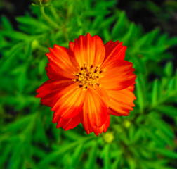 Beautiful abstract texture color red purple and pink flowers trees plants and forest landscape in the public nature green city parks and gardens
