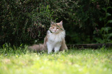 Naklejka na ściany i meble young cream tabby ginger maine coon cat hiding under a bush observing the area in the back yard