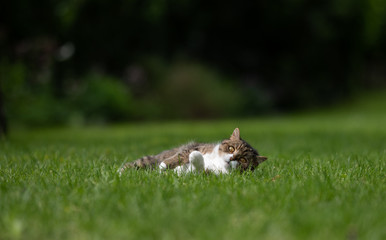 tabby white british shorthair cat lying on side on grass in the back yard relaxing looking at camera