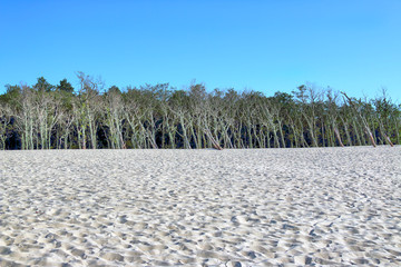 Slowinski National Park is situated on the Baltic Sea coast, near Leba, Poland. Desert landscape...
