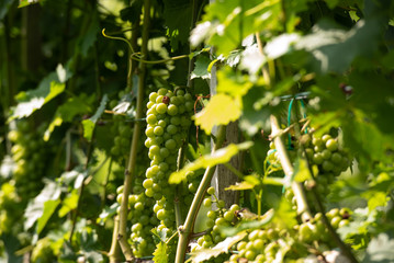 Weinreben Südsteiermark 04