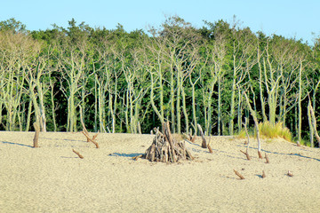 Slowinski National Park is situated on the Baltic Sea coast, near Leba, Poland. Desert landscape...