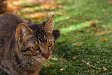 Obraz premium outdoor cat portrait yellow eyes on green grass unfocused natural background 