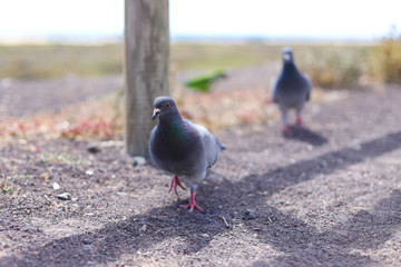 Tauben an der Strandpromenade von Jandia Meer Kanaren Fuerteventura