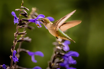 Colorful Hummingbird in Flight Feeding on Nectar of Purple Flowers in the Morning
