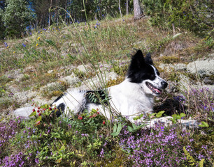 The dog is lying on a strawberry field with flowers .