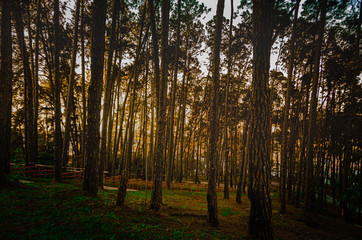 Fototapeta premium las jesienią