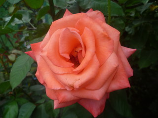 beautiful fragrant pink rose on a background of green leaves