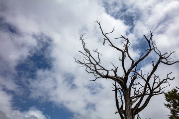 Dead tree drought against blue cloudy sky background, copy space