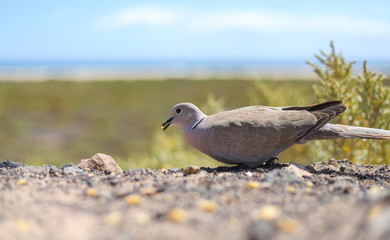 Möwe sucht Futter an der Strandpromenade von Jandia Meer Kanaren Fuerteventura