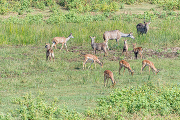 Kudus, impalas and waterbuck