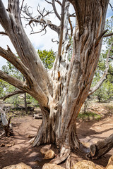 Dead tree at Grand Canyon National park, USA
