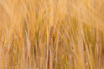 backdrop of ripening ears of yellow wheat field. Wheat fields waiting to be harvest