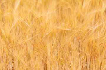 backdrop of ripening ears of yellow wheat field. Wheat fields waiting to be harvest