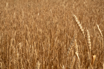 Ripe ears of wheat in the field