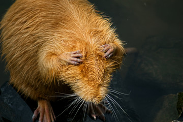 Red coypu with hands on head. This animal is also known as nutria. Red color for coypu is very unusual. This rodent is vegetarian.