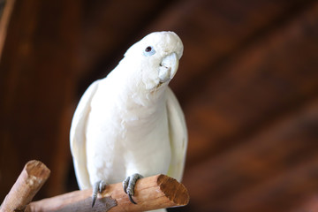 Weißer Papagei auf Holzstange Afrika Vogel Süden exotisch Karibik
