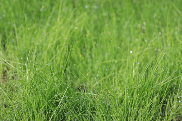 green grass with water drops