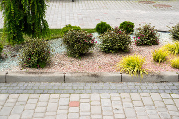 evergreens with gravel in the decoration of the flowerbed in landscaping