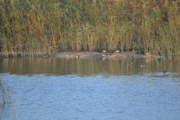 The beautiful bird Aythya nyroca (Ferruginous Duck) in the natural environment