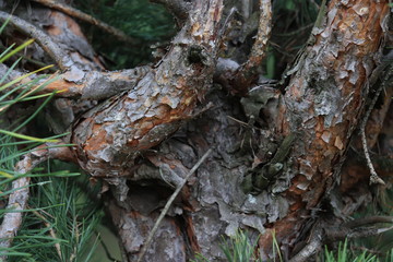 closeup of the twisty trunk of a pine
