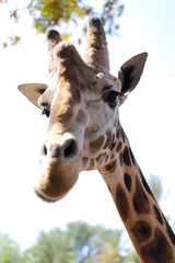 Portrait einer Giraffe Wildniss