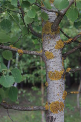 tree trunk with green leaves close-up
