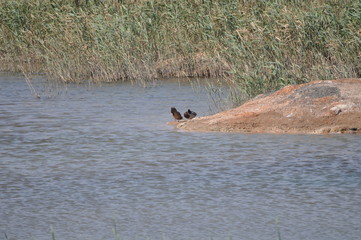 Fototapeta premium The beautiful bird Aythya nyroca (Ferruginous Duck) in the natural environment
