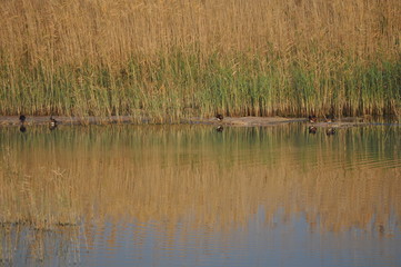 The beautiful bird Aythya nyroca (Ferruginous Duck) in the natural environment