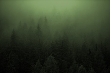 Dense Forest Foggy Weather