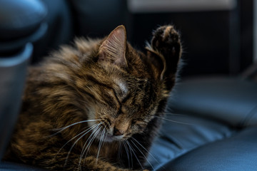 cat washes, licks, close-up, paw scratching his ear