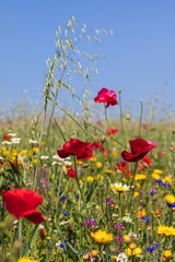 Obraz premium Mohnblumen 79