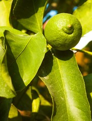 lime on a tree