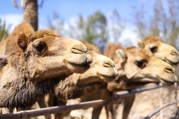 Vier Kamele Fuerteventurea Spanien Kanaren