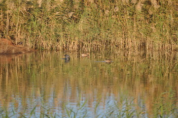 The beautiful bird Aythya nyroca (Ferruginous Duck) in the natural environment