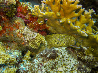 A Goldentail Moray Eel has found the safety of a crevice in the beautiful coral reefs and blue waters of the Caribbean off the island of Bonaire.