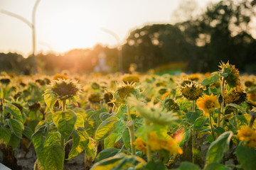 Obraz premium field of sunflowers in the last summer days at sunset, selective focus