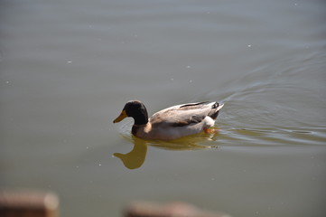 The beautiful bird Aythya nyroca (Ferruginous Duck) in the natural environment