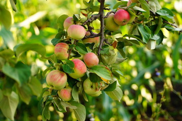 Obraz premium Red-green apples hang on a branch of an apple tree close-up.